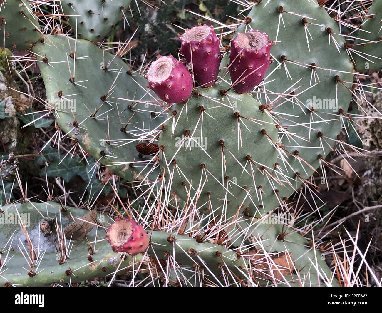 Prickly pears detail view Stock Photo