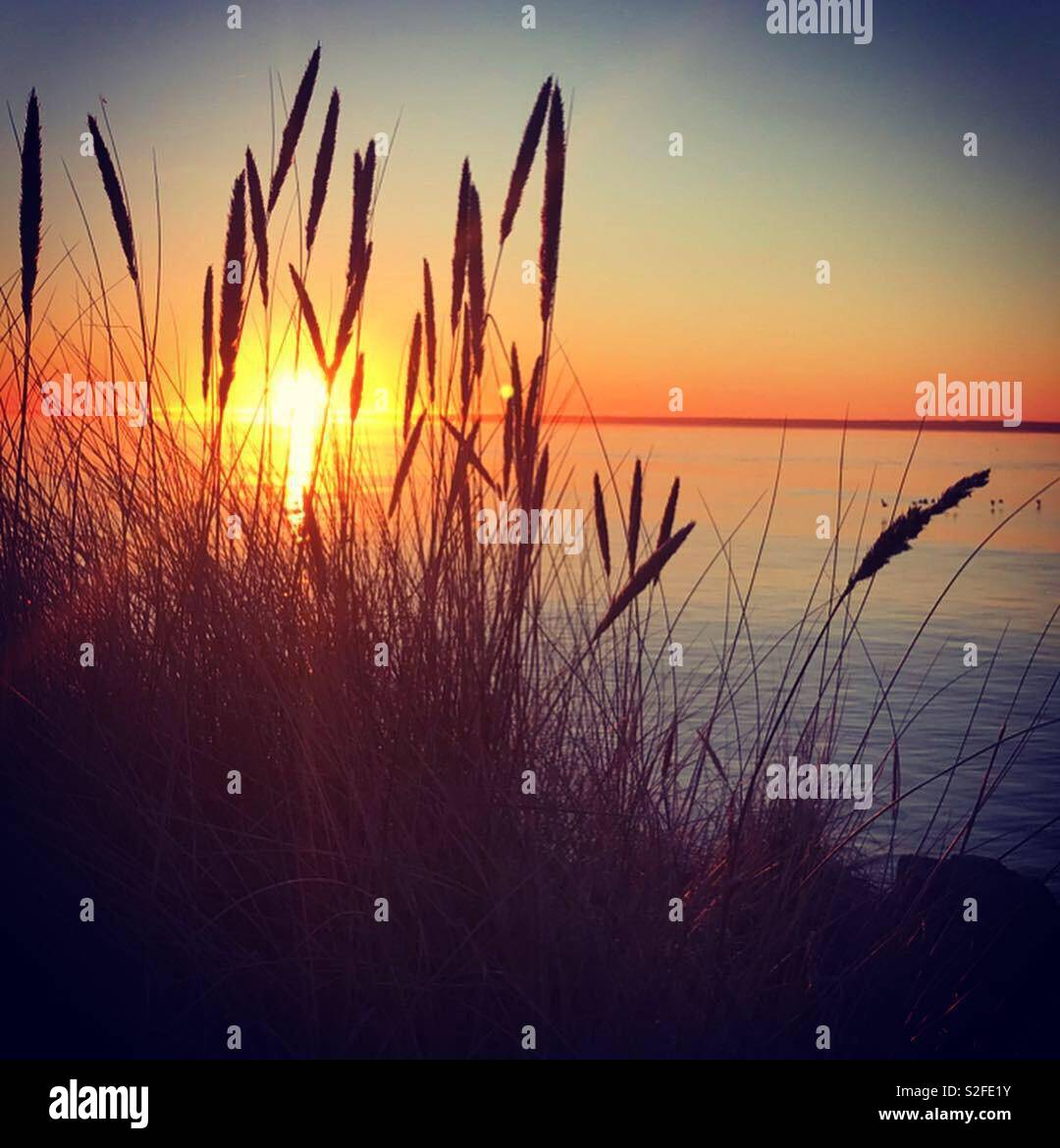 Sunset over water behind tall grass Stock Photo - Alamy