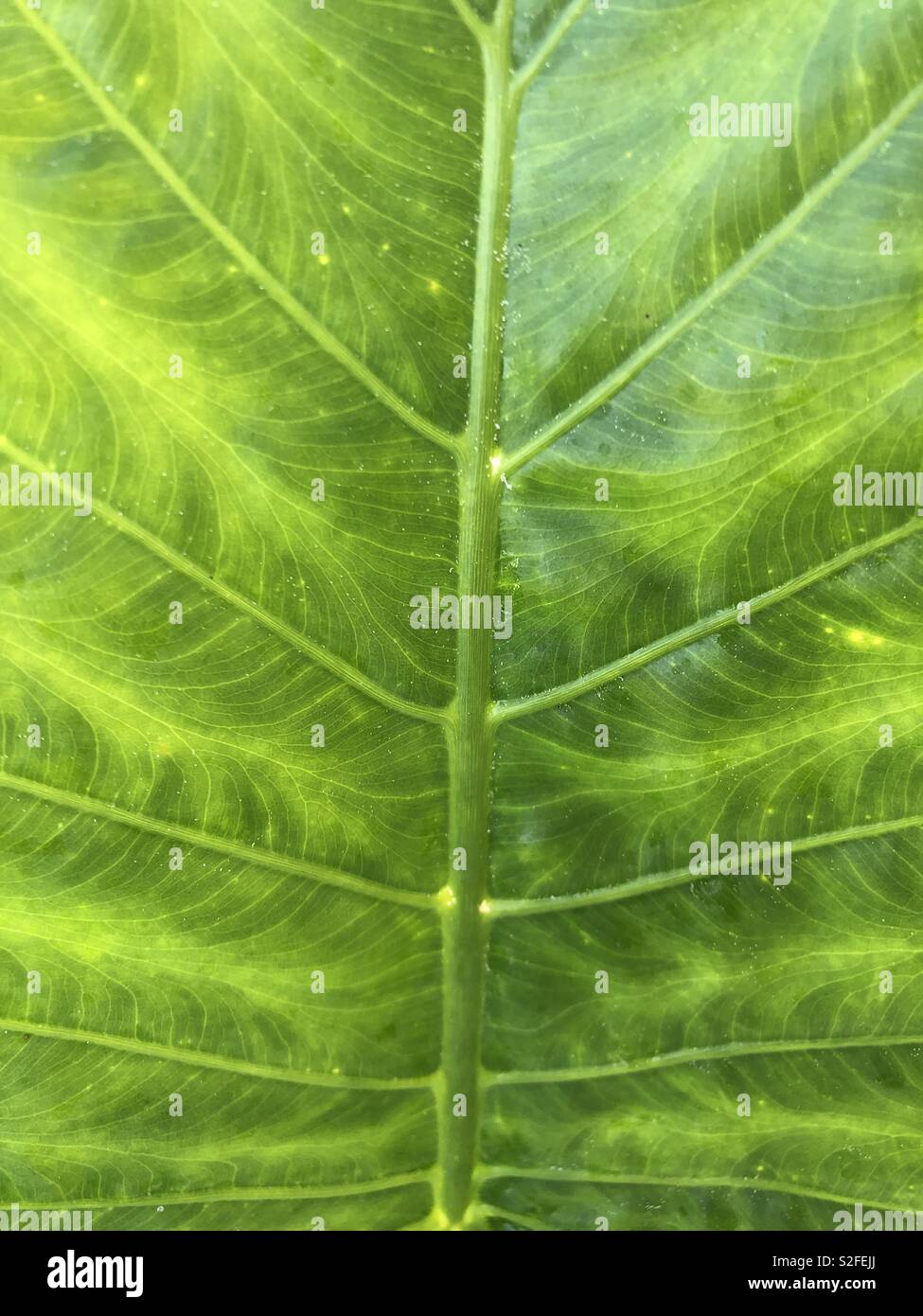 Close up on an exotic leaf - Smartphone Captured Stock Image