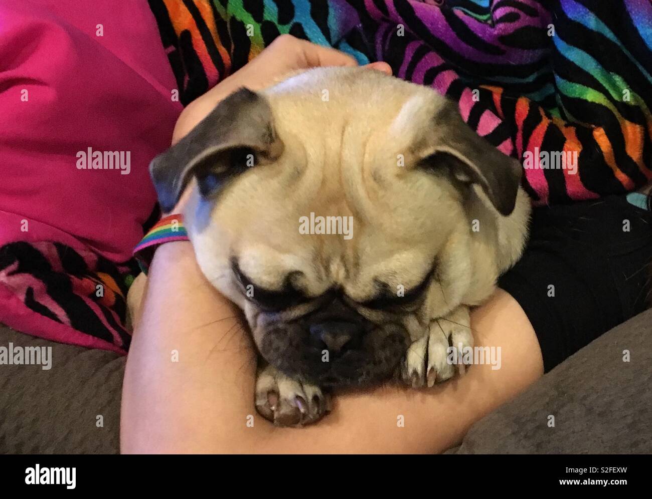 Shhh... there’s a Sleeping pug in my arms Stock Photo
