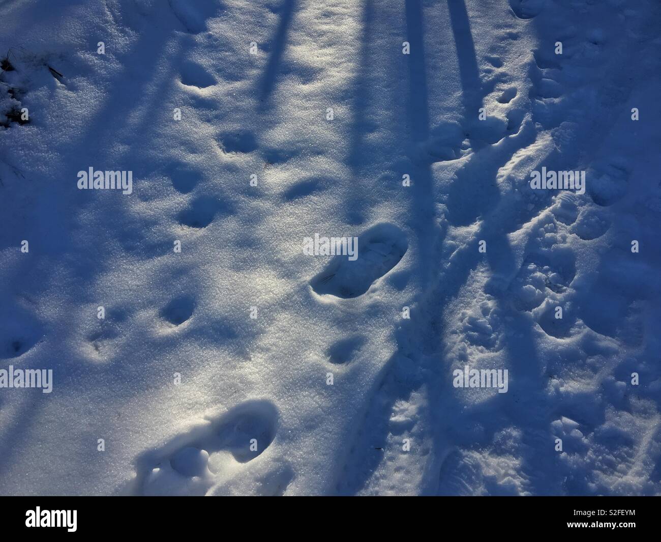Footprints in snow backlit by low winter sun - Smartphone Captured Stock Image