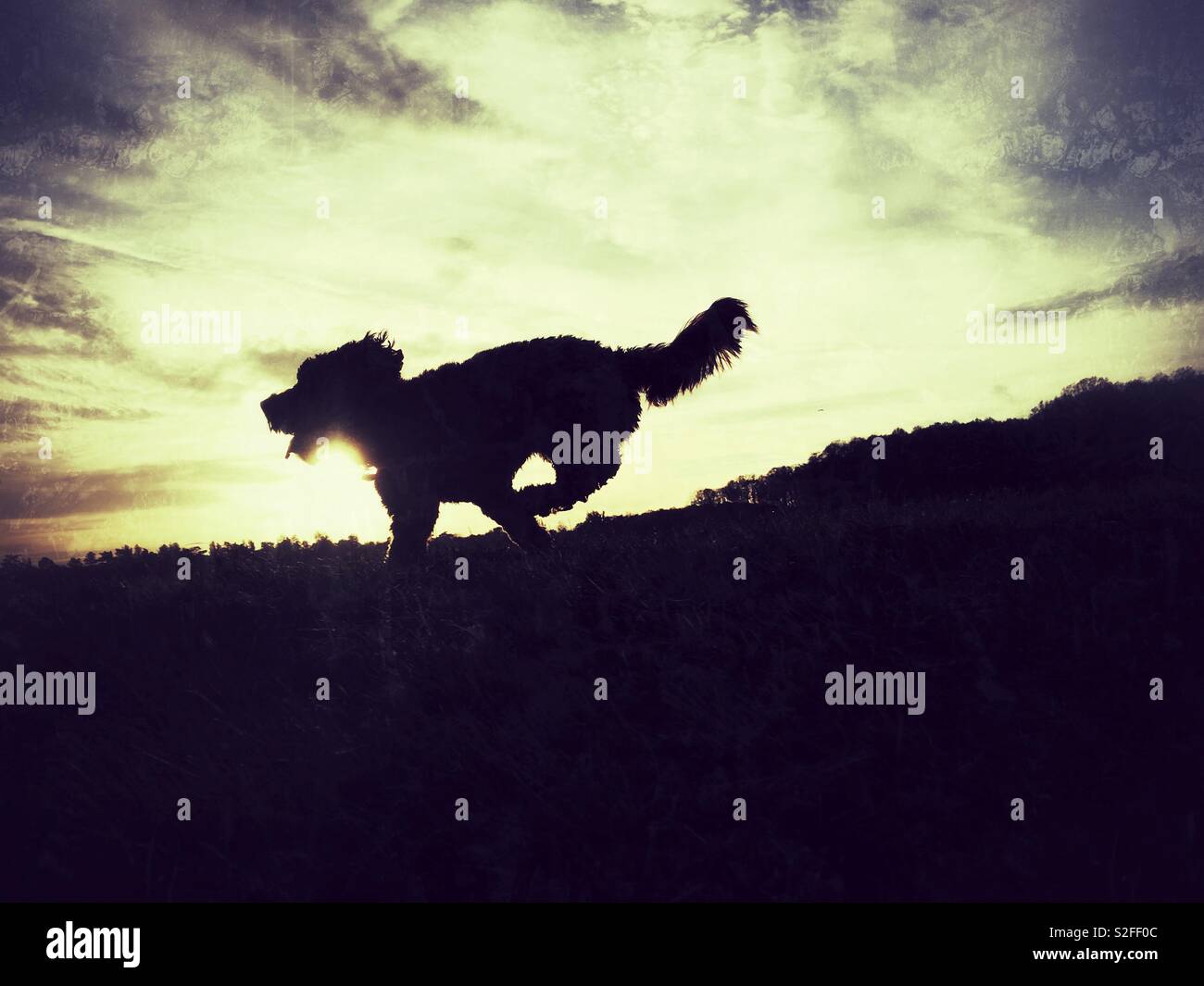 Cockapoo High Resolution Stock Photography and Images - Alamy