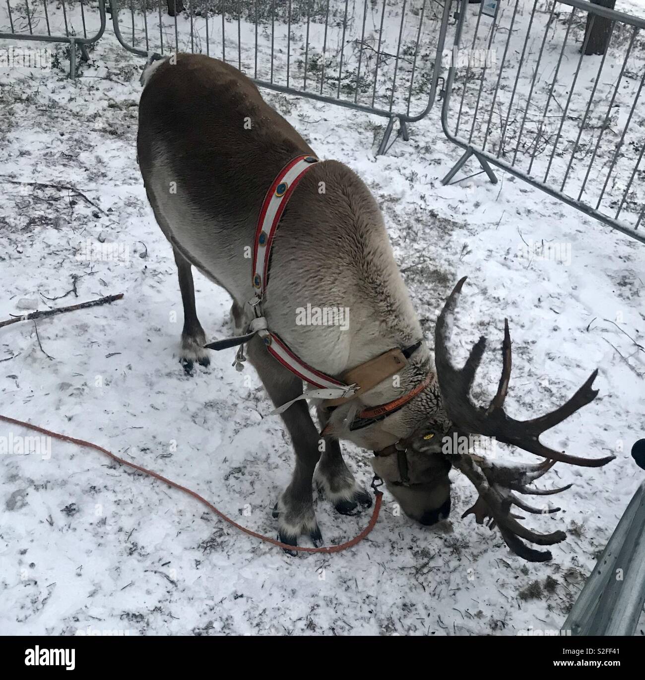 Reindeer at Santa park Lapland Stock Photo