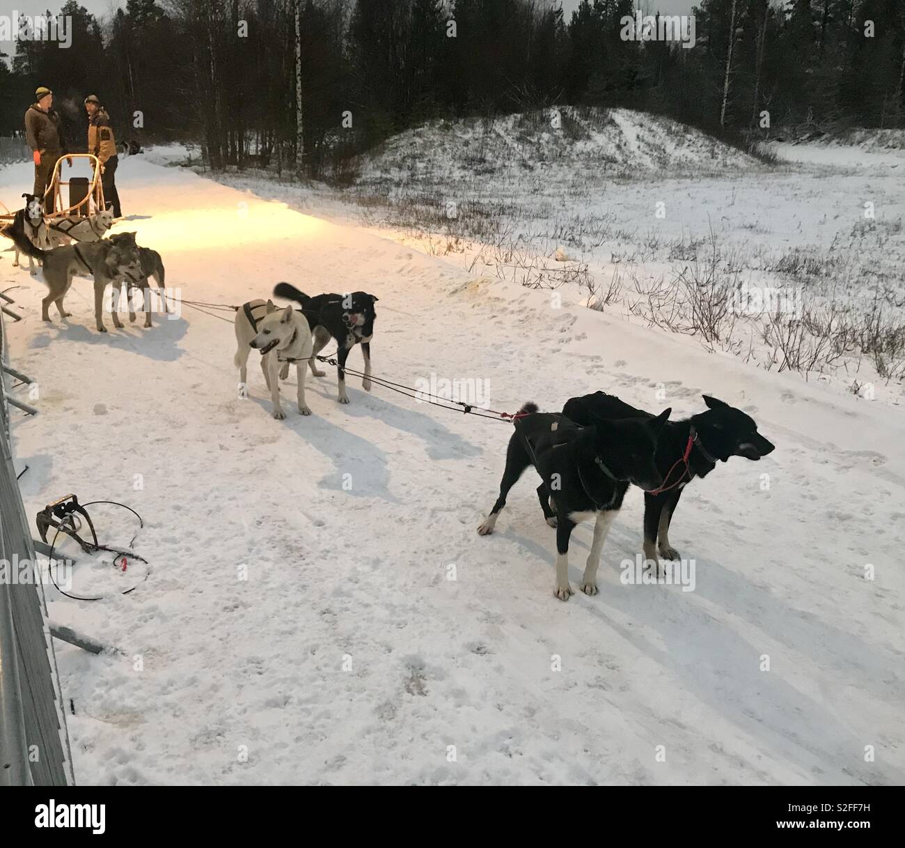 Dog sledding in Lapland Stock Photo