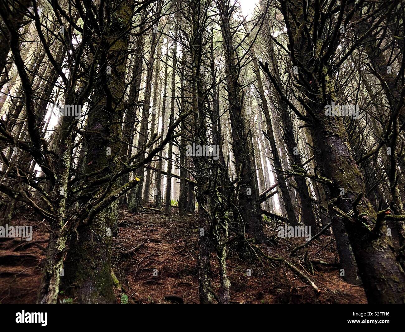 A dark forest on the central coast of Oregon, USA. Stock Photo