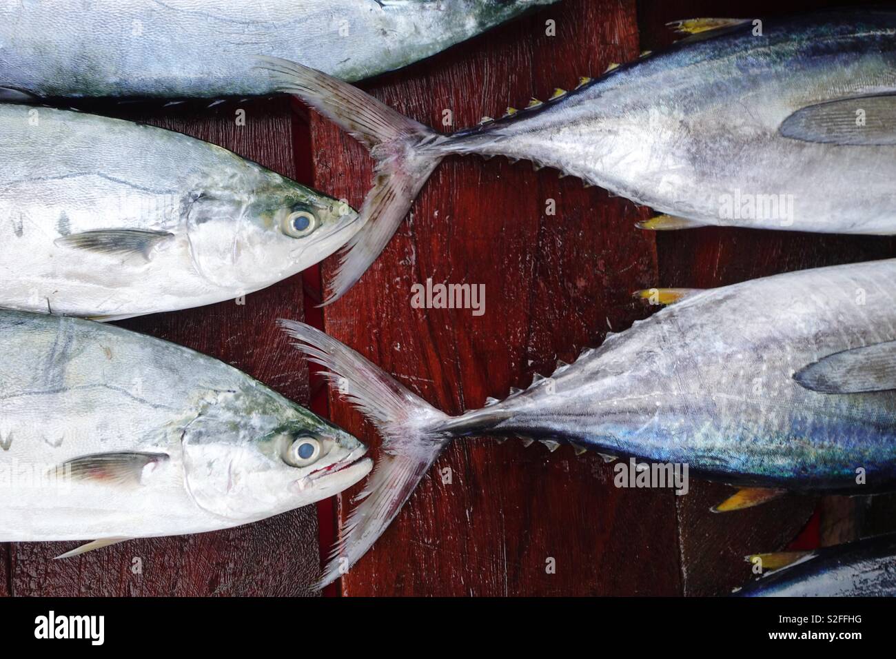 Tuna tail hires stock photography and images Alamy