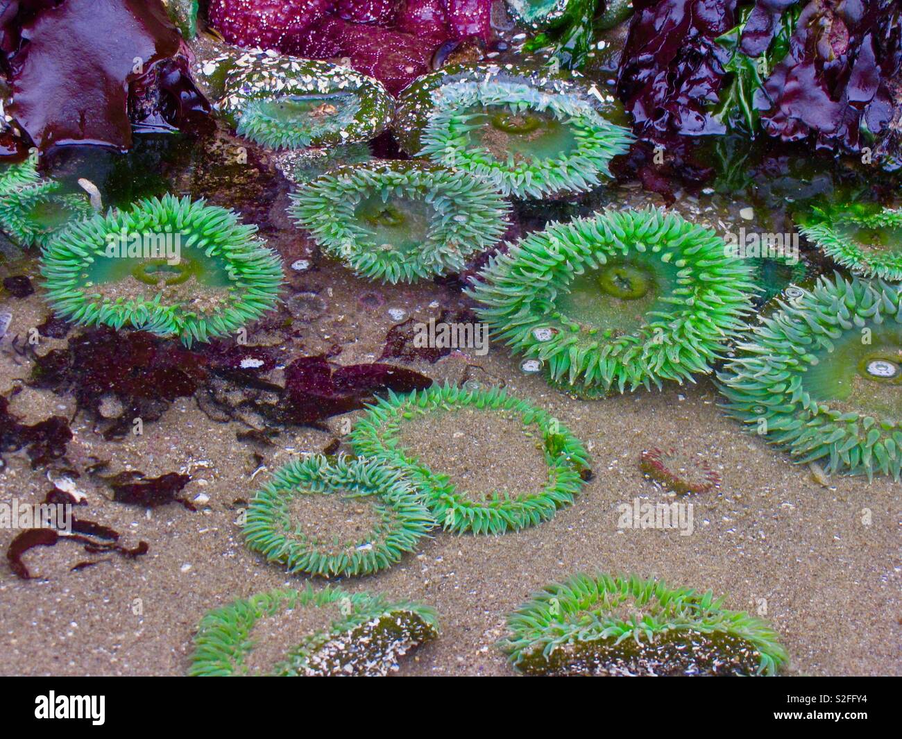 Cannon beach tide pool - Smartphone Captured Stock Image