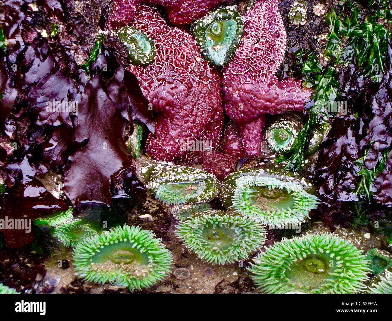 Red starfish and anemones - Smartphone Captured Stock Image