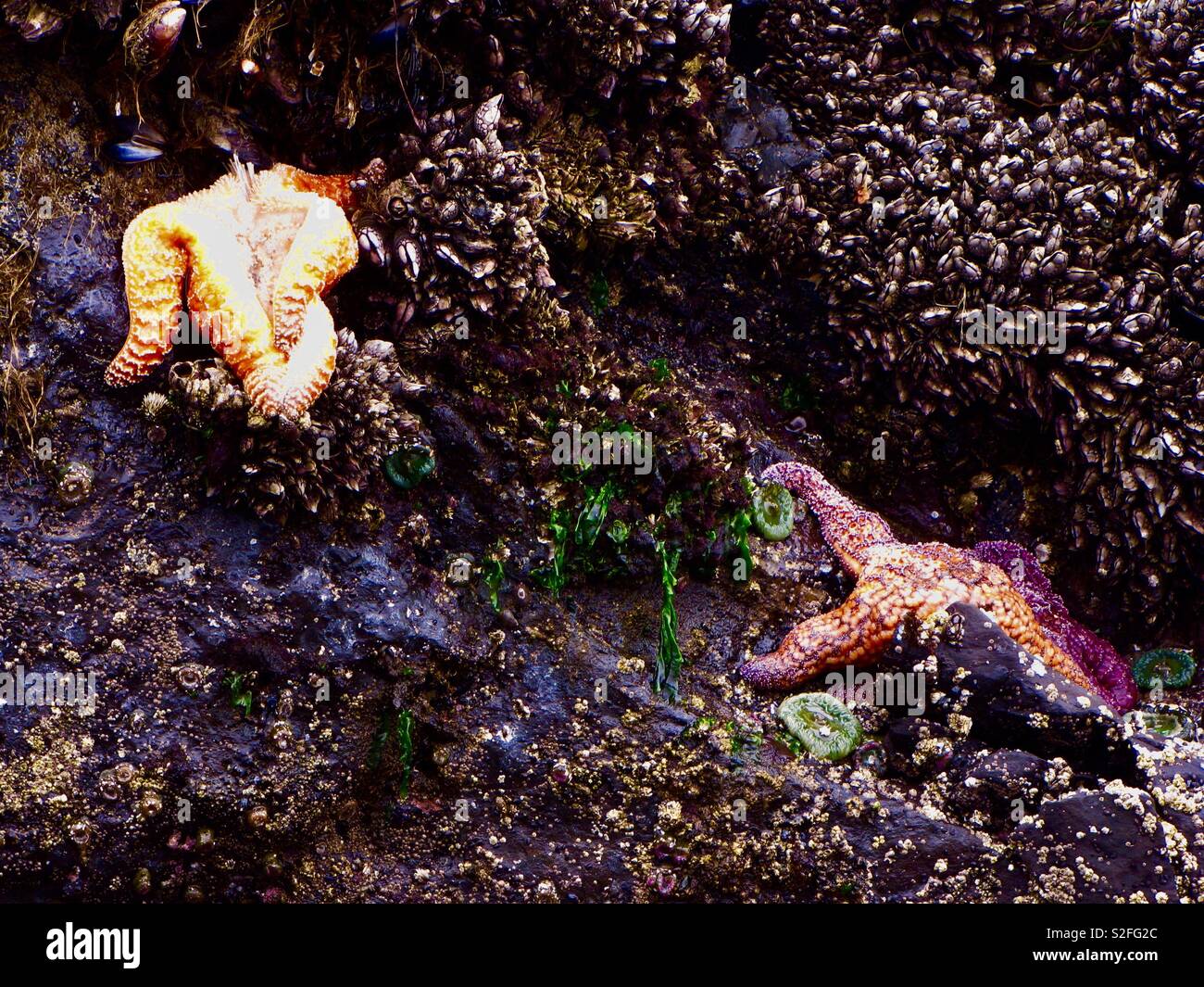 Orange and red starfish - Smartphone Captured Stock Image