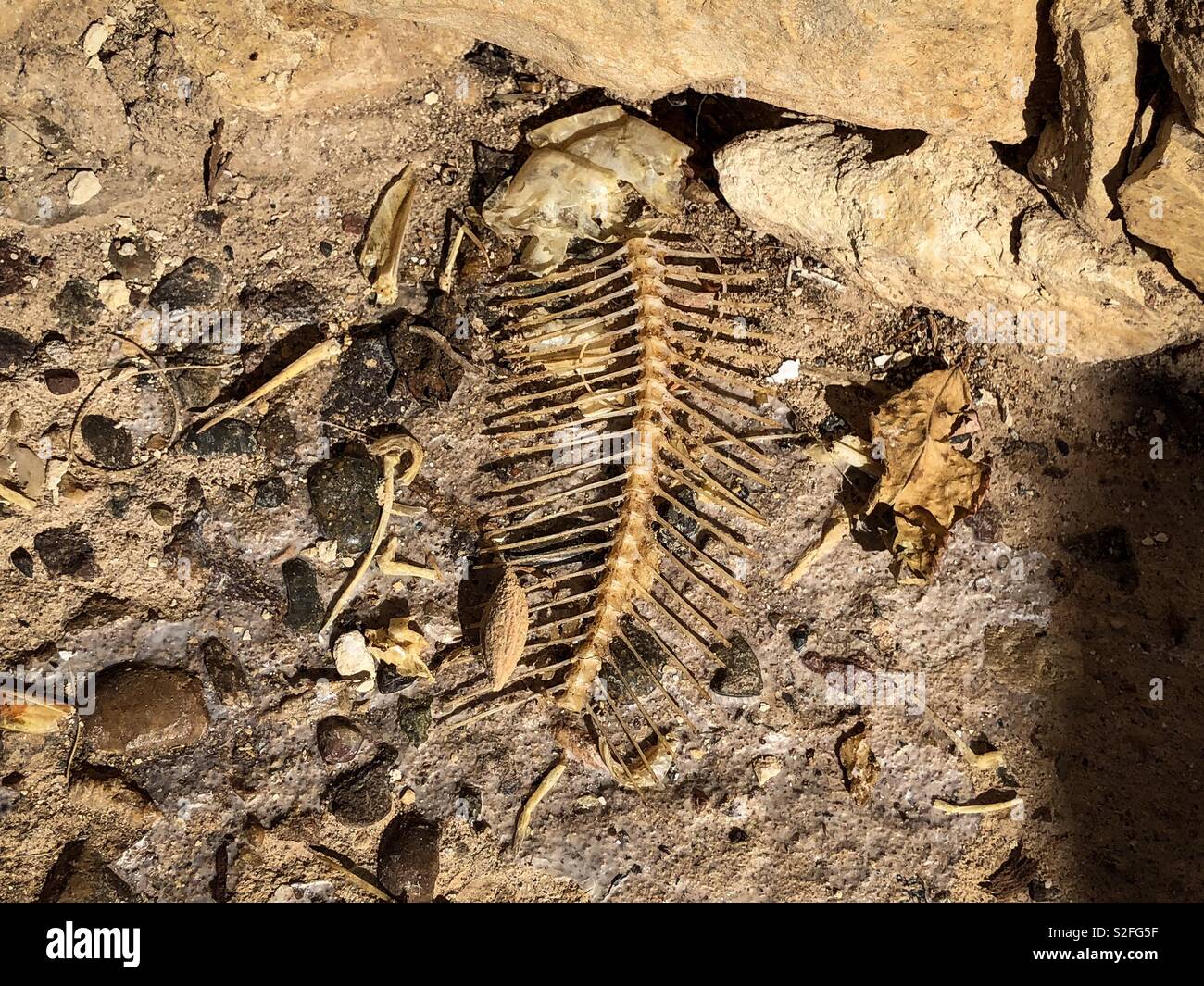 Fish bones left behind by a hungry cat - Smartphone Captured Stock Image