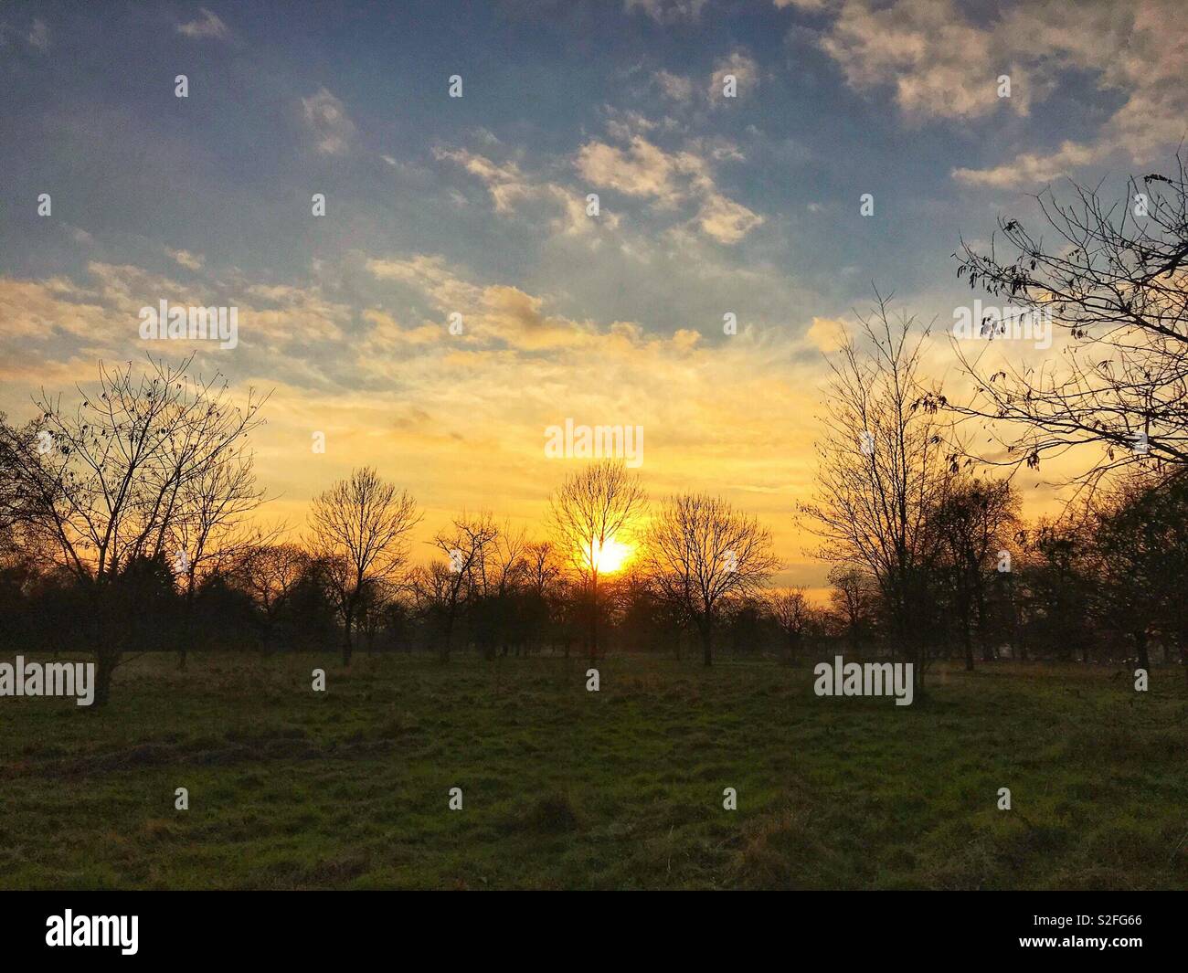 Sunset over trees in parkland Stock Photo