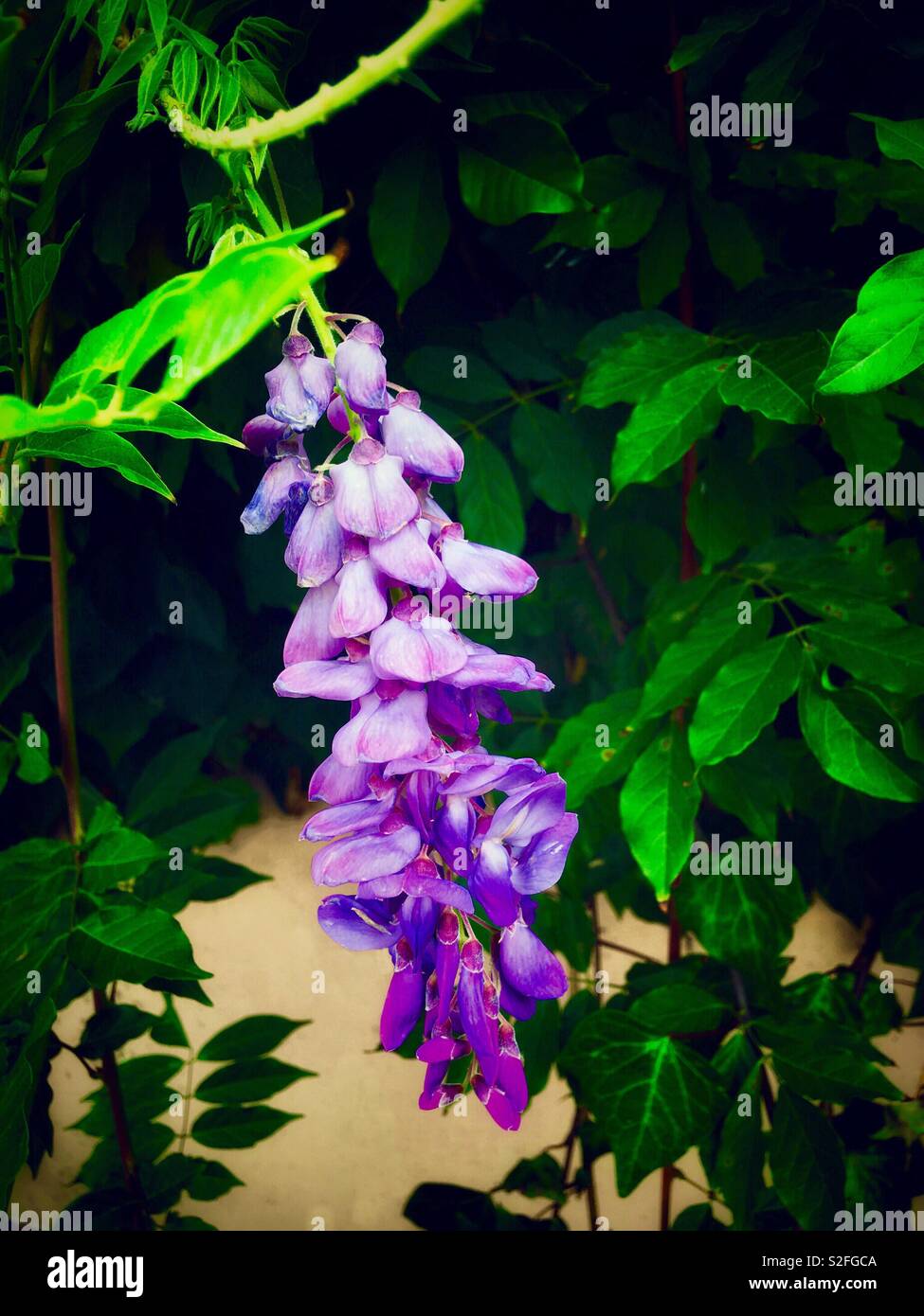 紫藤花 Wisteria Sinensis Sweet One As The Light Brown Wall As Background Stock Photo Alamy