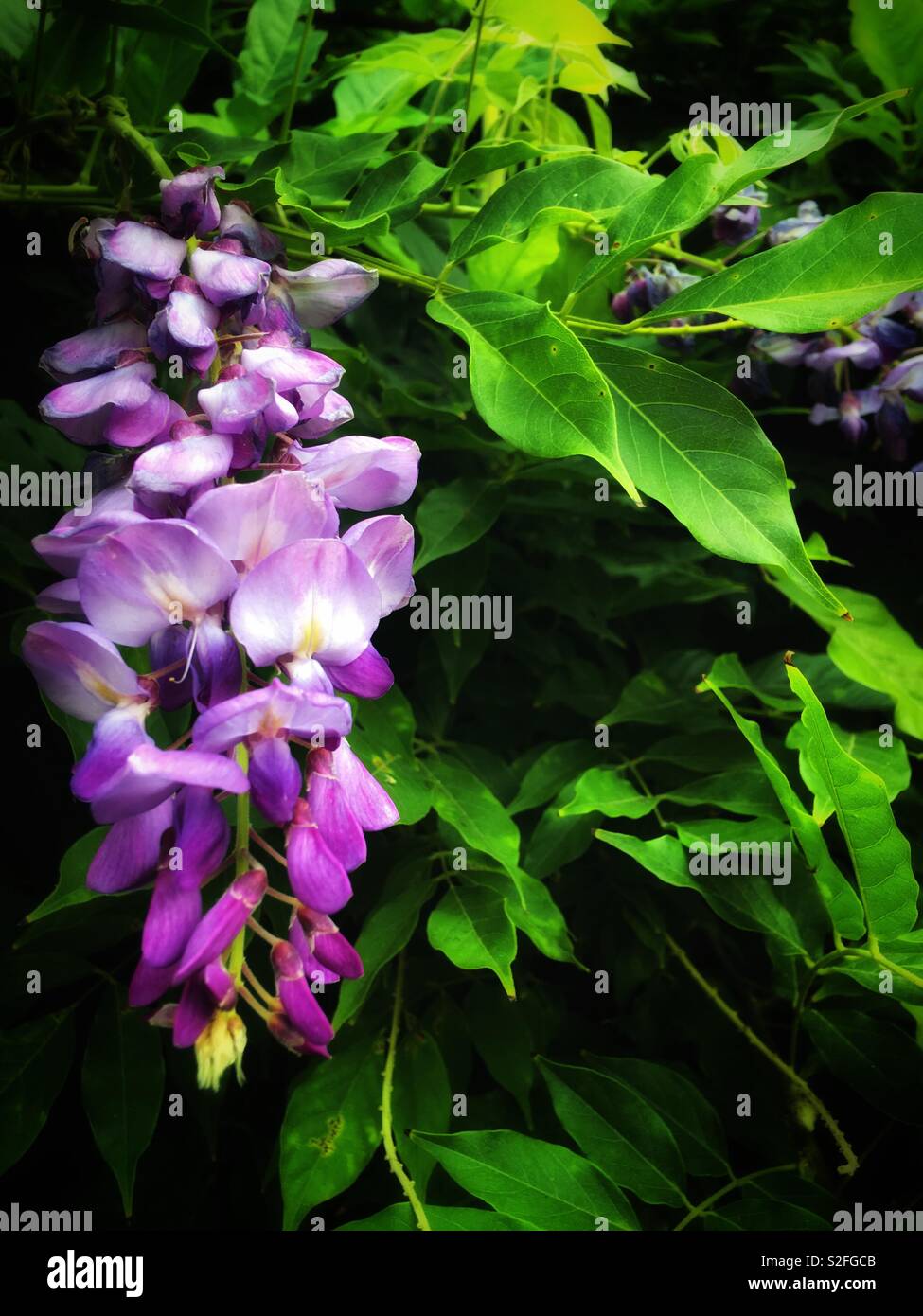 紫藤花 Wisteria Sinensis Sweet Stock Photo Alamy