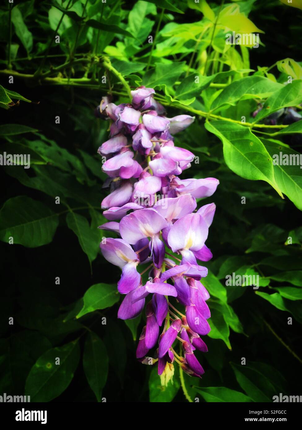 紫藤花 Wisteria Sinensis Sweet Stock Photo Alamy