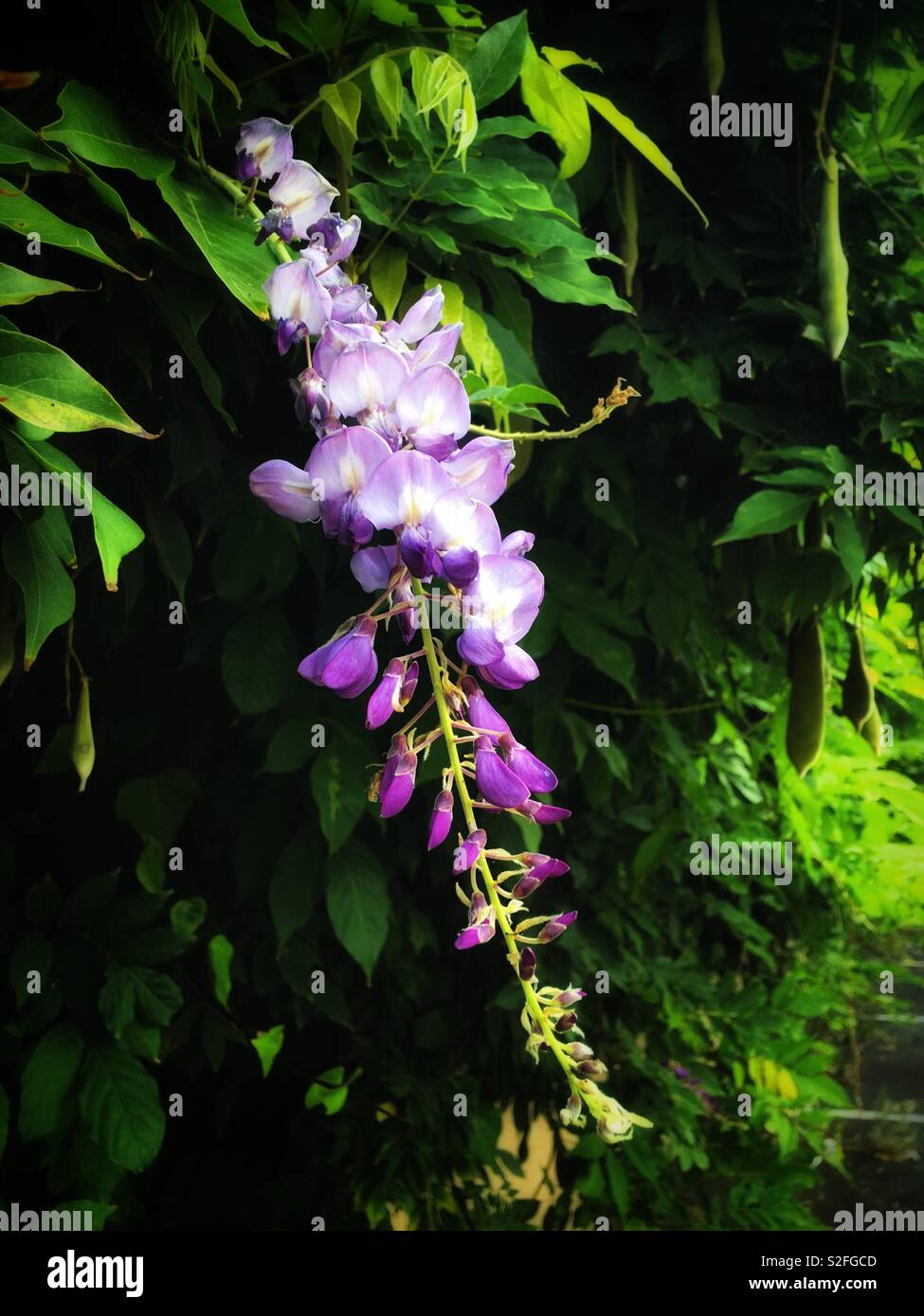 紫藤花 Wisteria Sinensis Sweet And Its Fruits Stock Photo Alamy