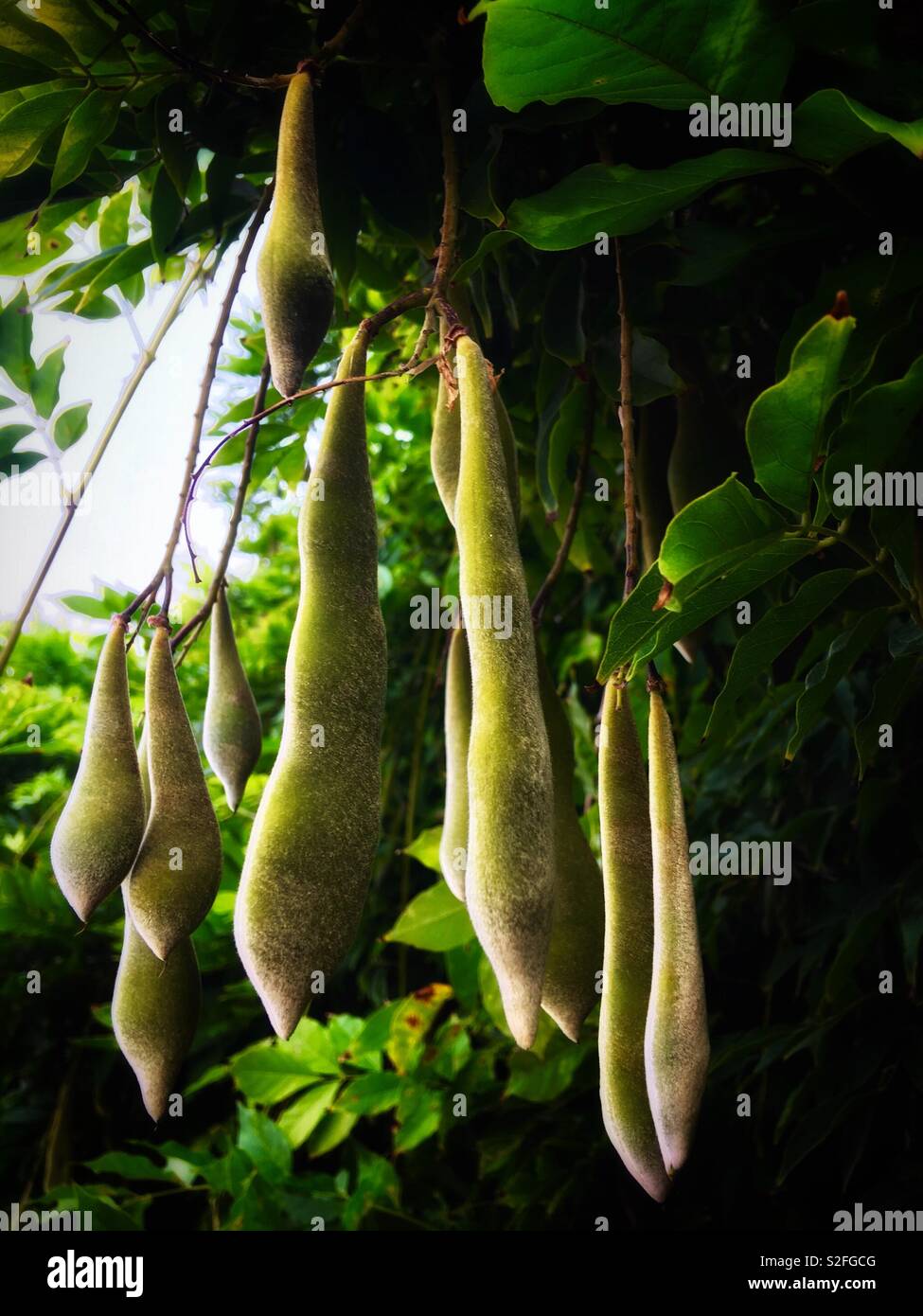 紫藤花果實 The Fruits Of Wisteria Sinensis Sweet Stock Photo Alamy