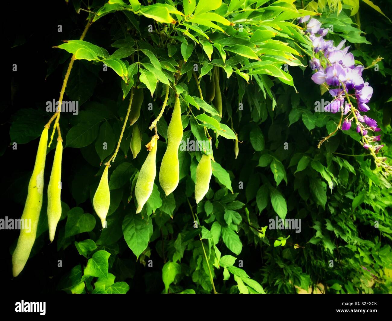 紫藤花果實和花 The Fruits Of Wisteria Sinensis Sweet And Its Flower Stock Photo Alamy