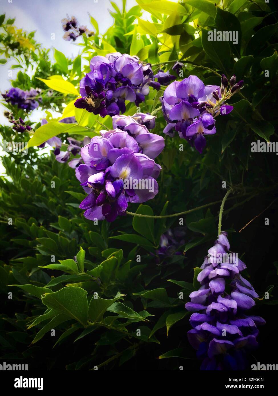 紫藤花 Wisteria Sinensis Sweet Stock Photo Alamy