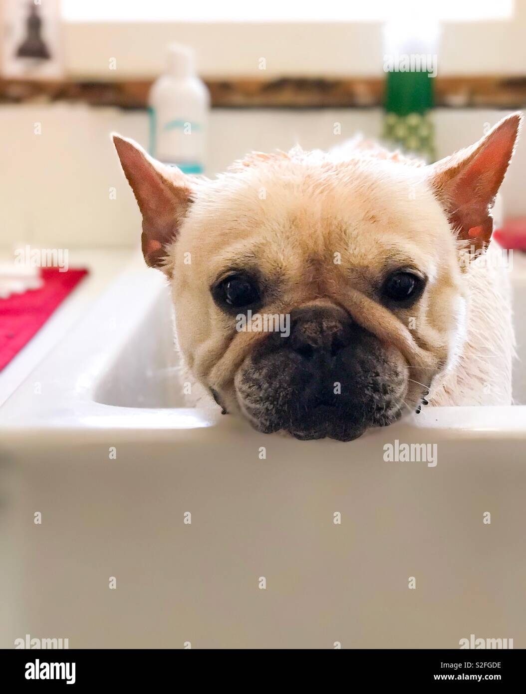 Bath time for French bulldog Stock Photo - Alamy
