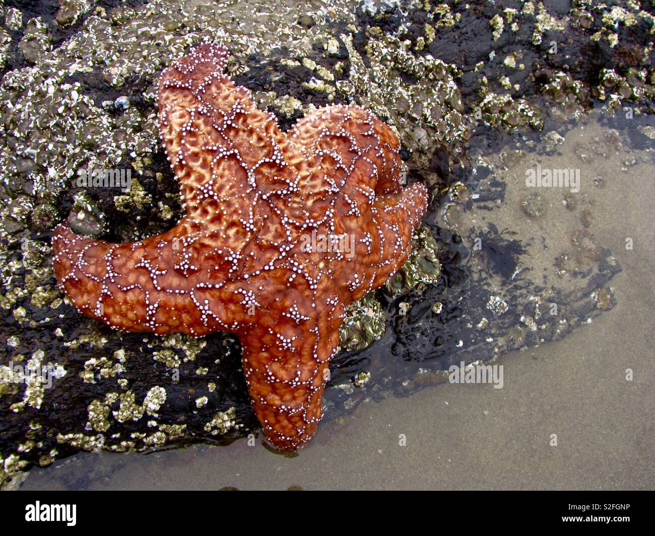 Orange starfish - Smartphone Captured Stock Image