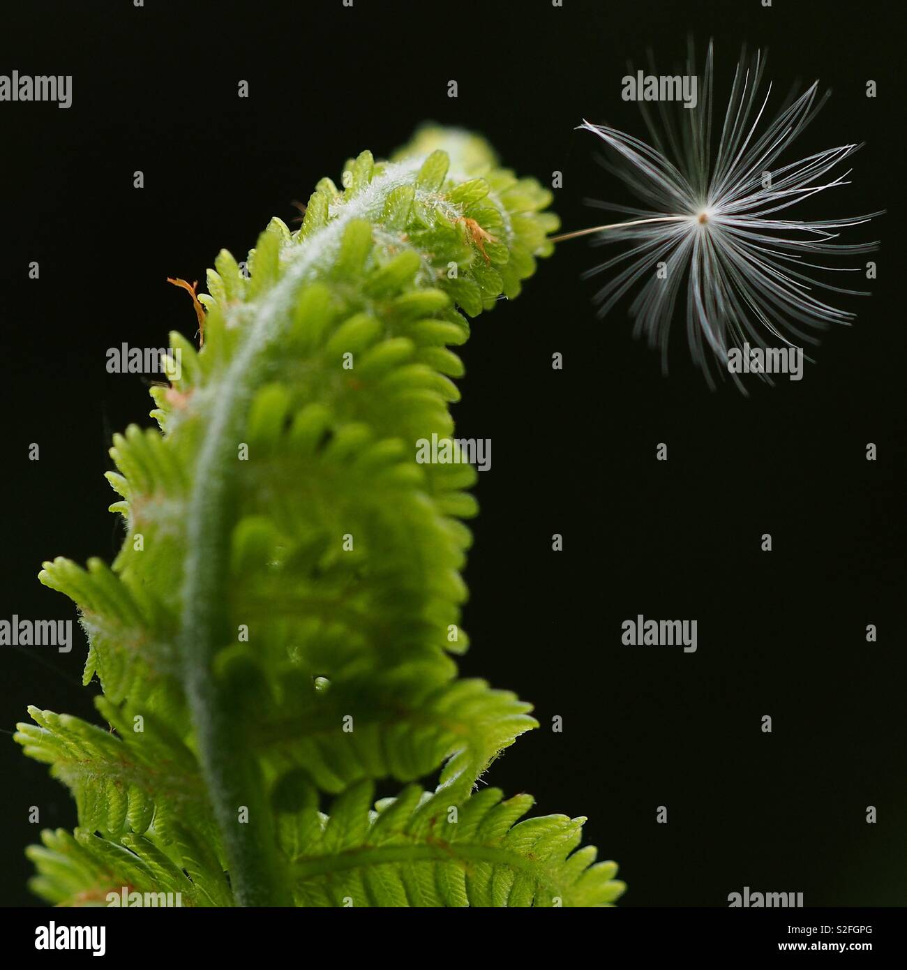 Single dandelion seed pod on unfolding fern leaf Stock Photo