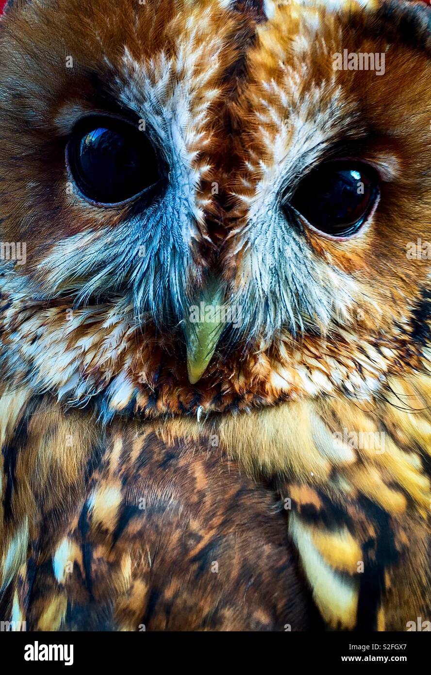 Quizical Owl - Smartphone Captured Stock Image
