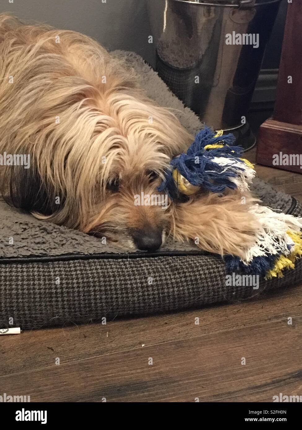Hairy dog with rope toy Stock Photo Alamy