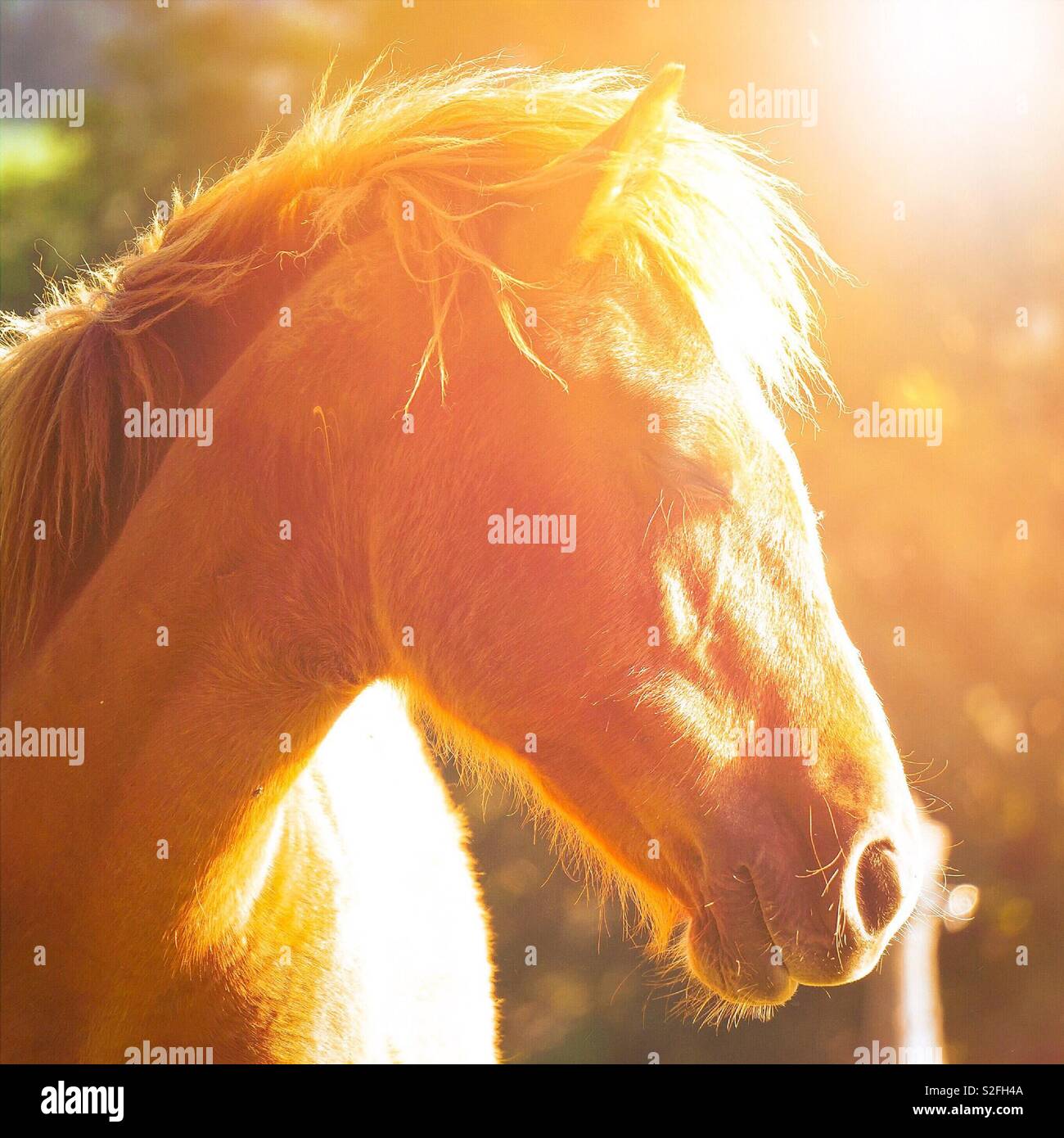 the beautiful brown horse portrait Stock Photo
