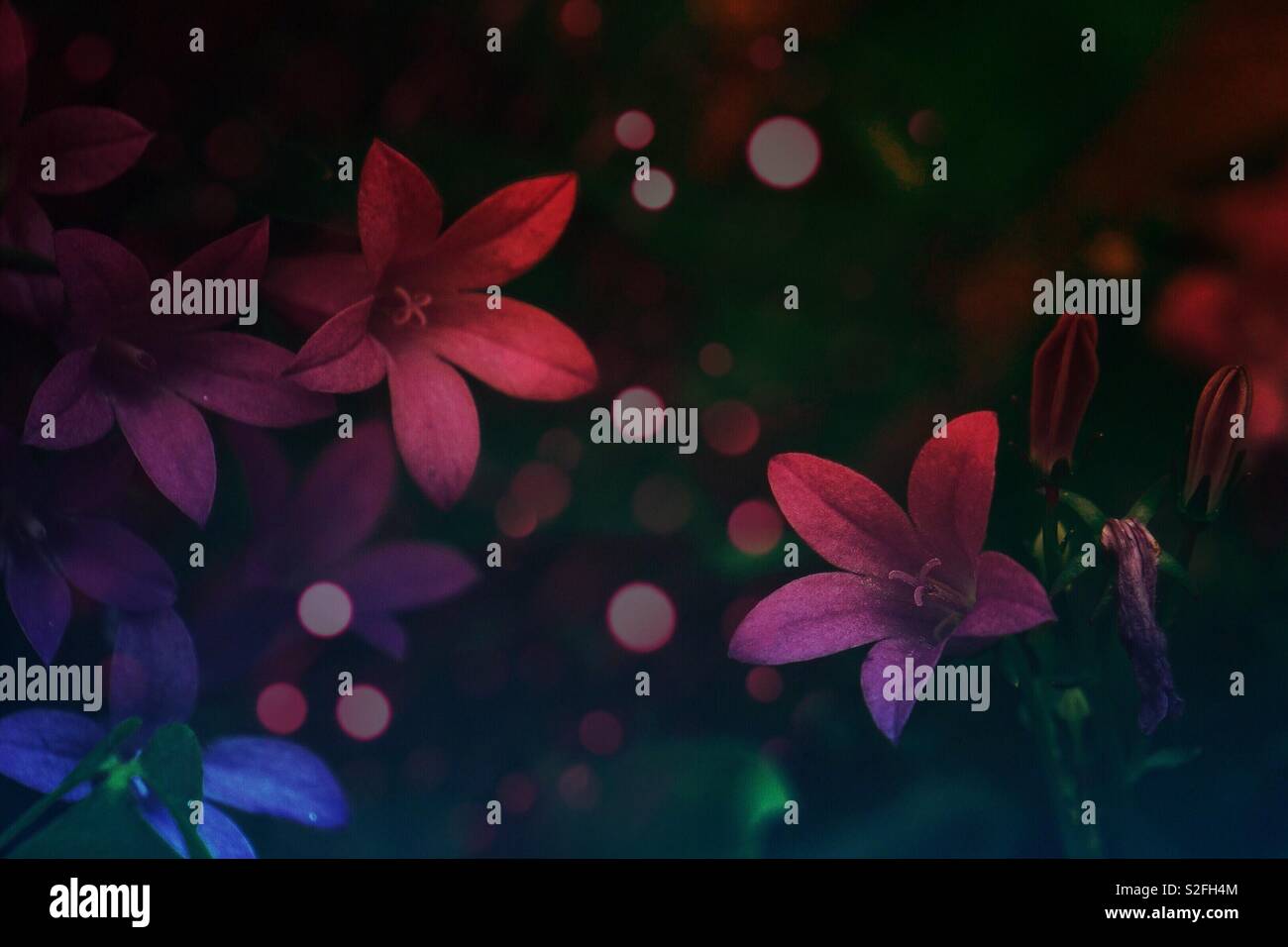 the pink flowers in the garden Stock Photo - Alamy