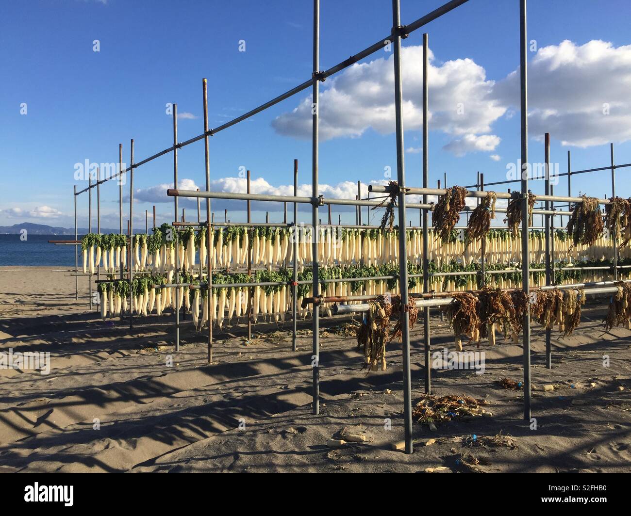 Daikon or Japanese radish line the shore of Miura coast in winter. They are being dried to make hoshi daikon (dried radish) or kiriboshi daikon (dried radish strips). Stock Photo