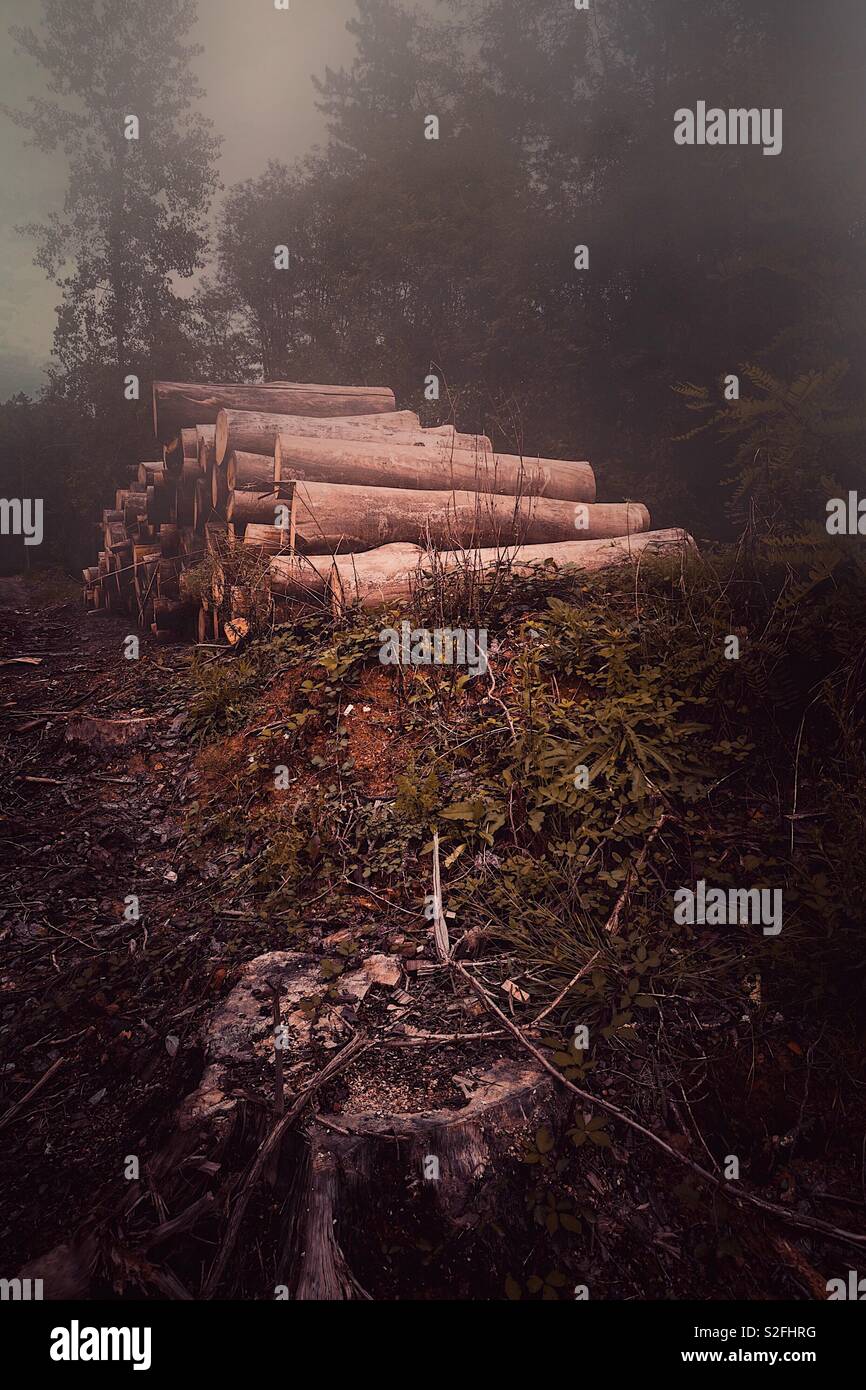 trees trunk in the forest Stock Photo - Alamy