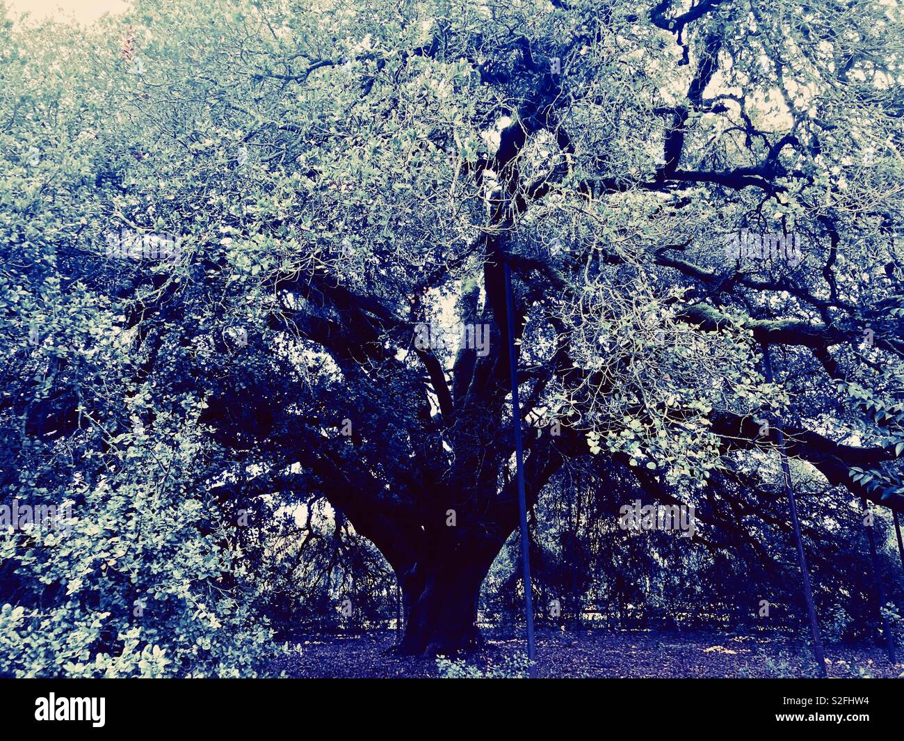 Redwood tree, conservation, Windsor California, long life redwood tree. Love Northern California. Stock Photo