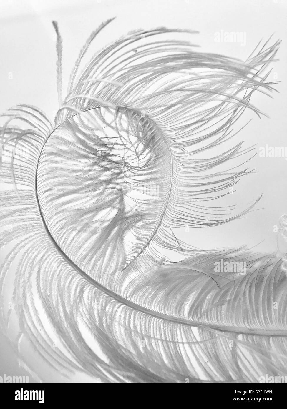 White feather black hi-res stock photography and images - Alamy
