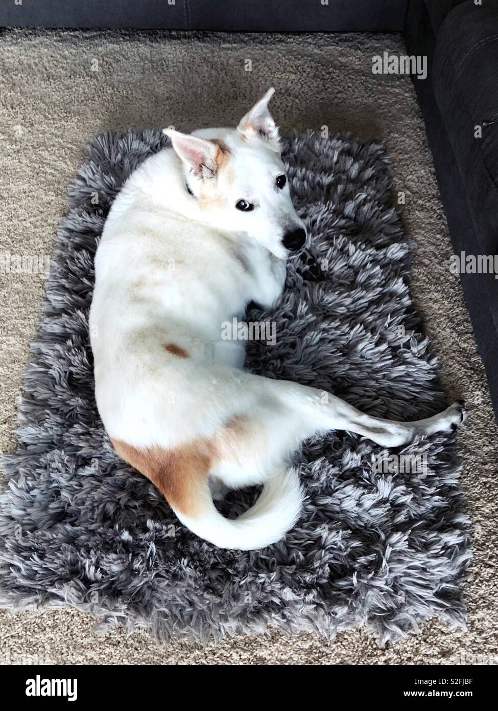 A white dog on a faux fur rug. Stock Photo