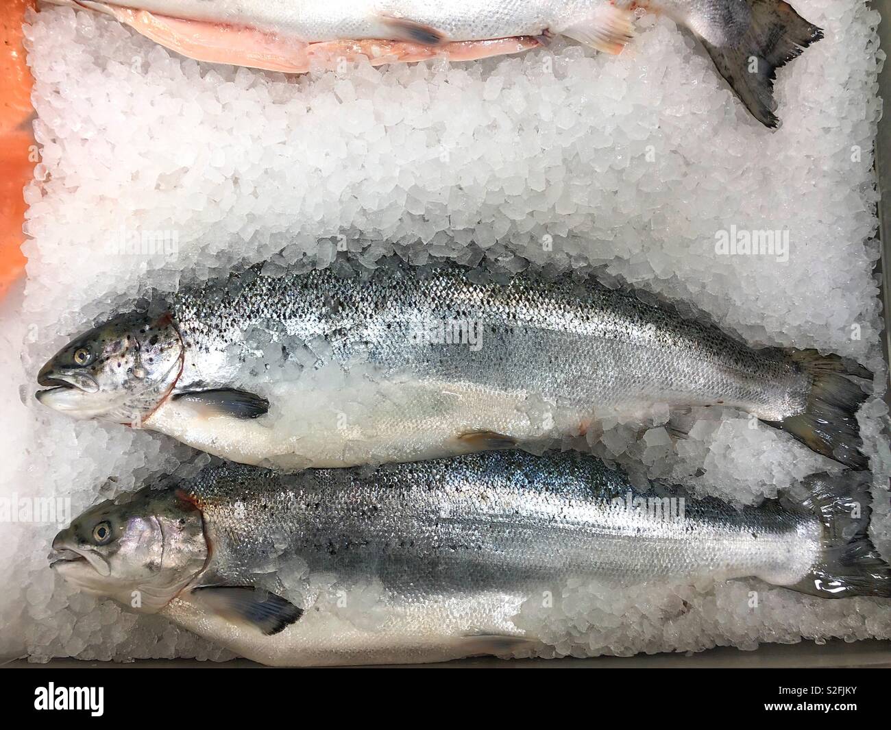 Farmed Scottish Salmon resting on a bed of crushed ice in a supermarket display. Stock Photo