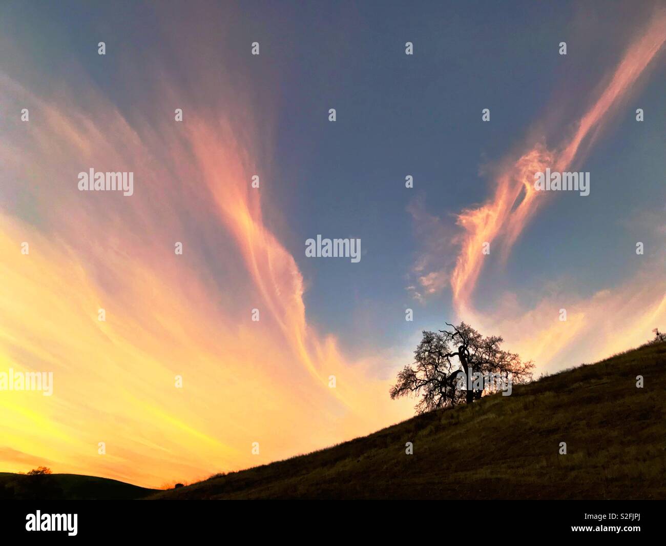 Oak tree silhouette hi-res stock photography and images - Alamy