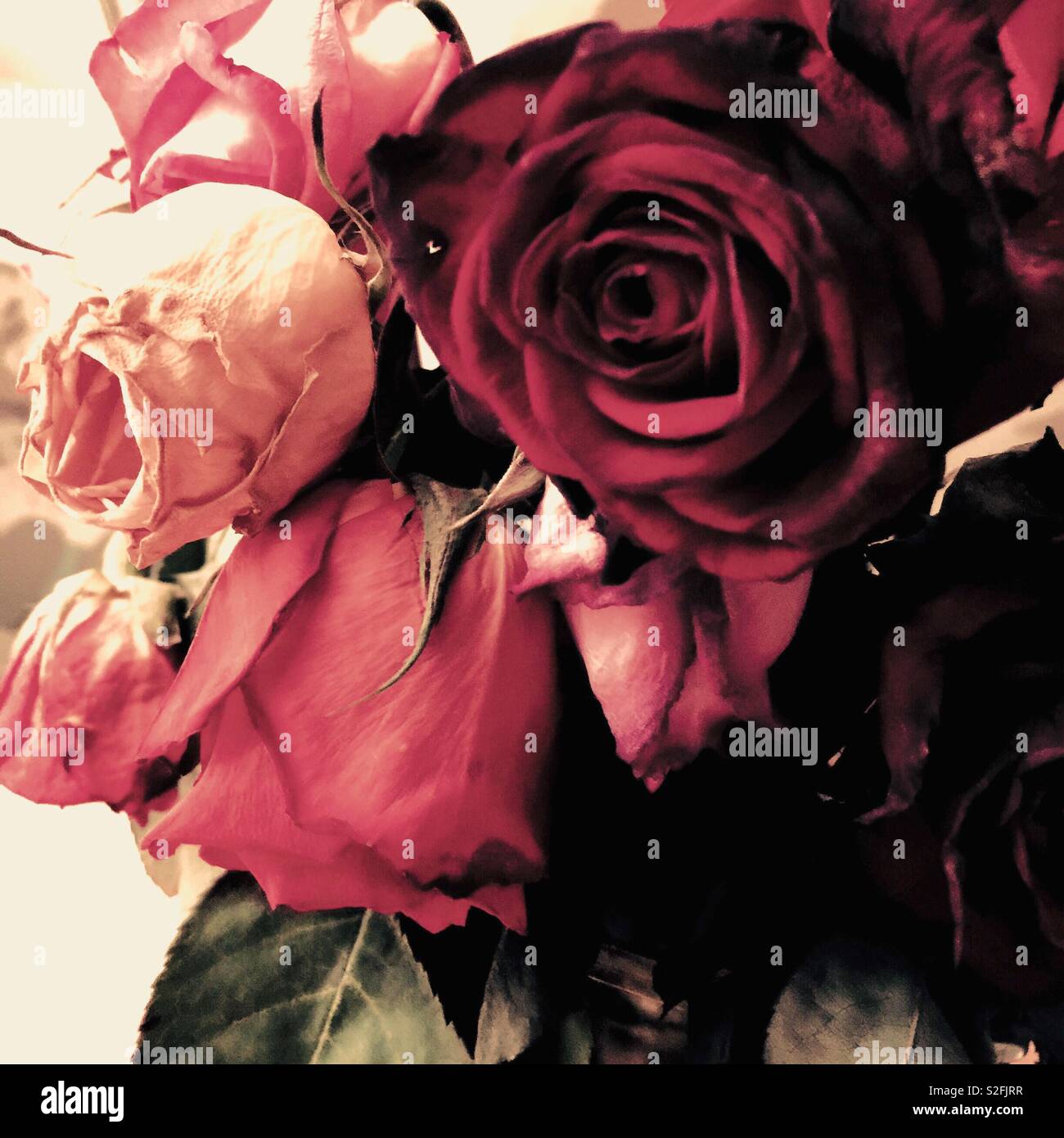 Colorful Red and pink and yellow roses in a fading bouquet. - Smartphone Captured Stock Image