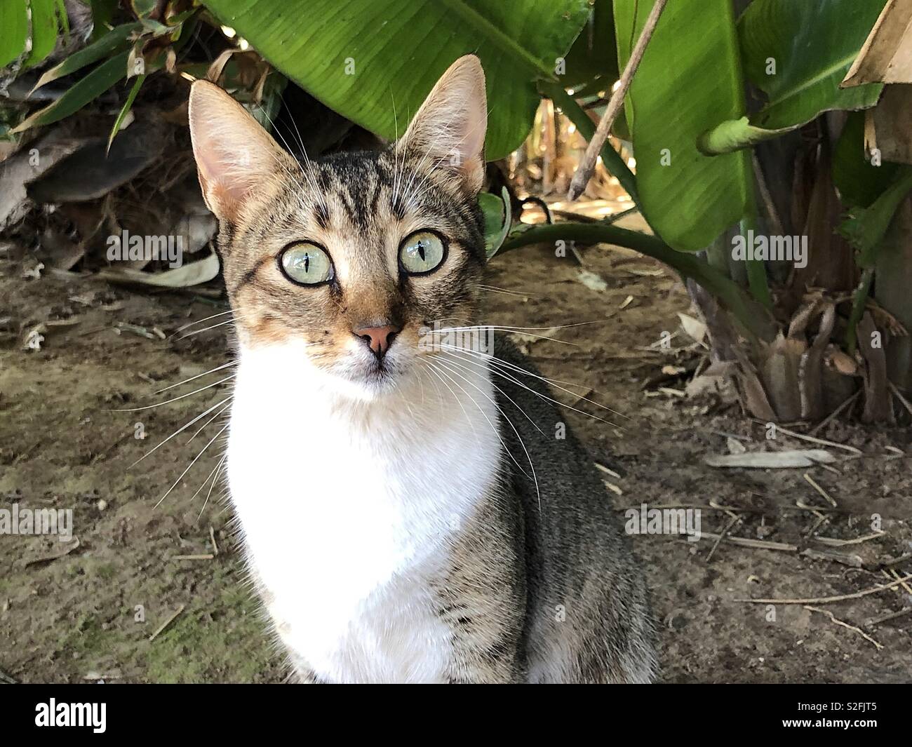 Wide eyed tabby cat Stock Photo