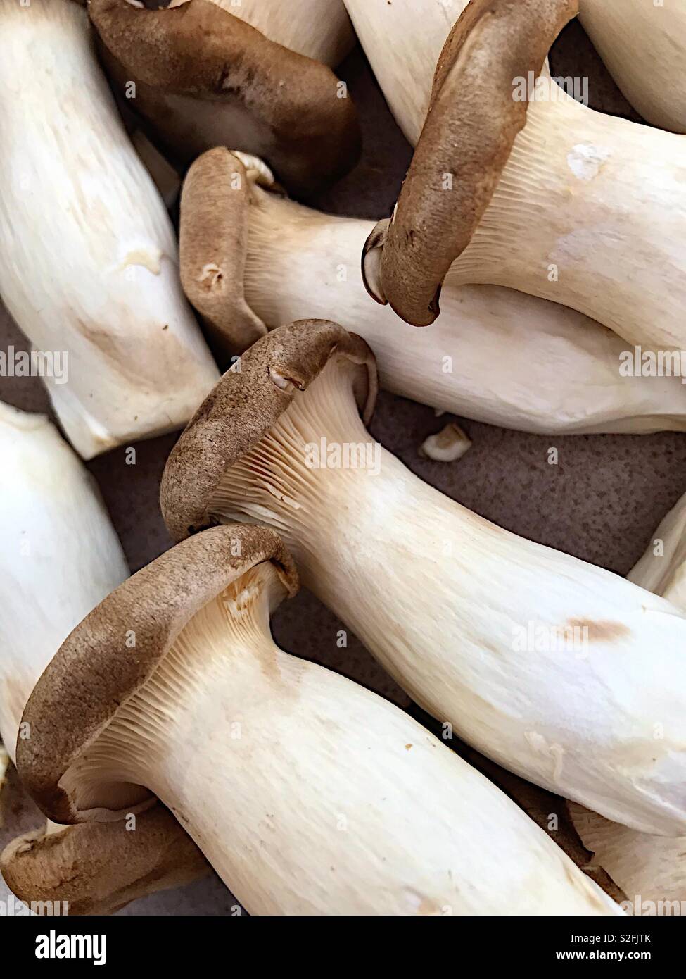 Trumpet mushrooms - Smartphone Captured Stock Image