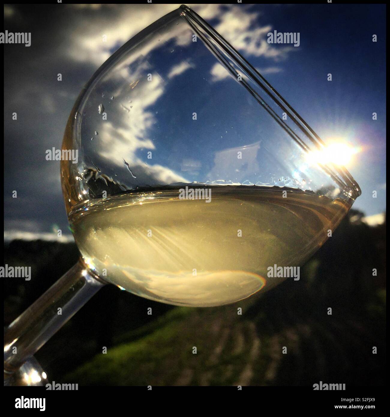 Sample of freshly fermented Macabeo wine against an afternoon Sun, Catalonia, Spain. - Smartphone Captured Stock Image
