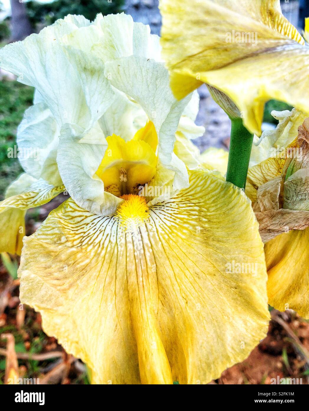 Tall bearded iris flower Stock Photo