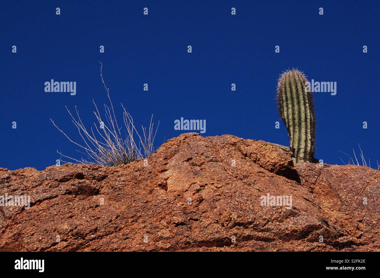 Cactus and Desert Under the Bright Blue Arizona Sky - Smartphone Captured Stock Image