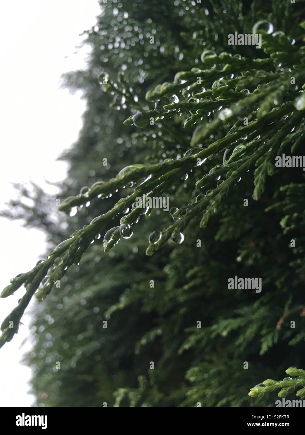 Conifer tree in the rain Stock Photo