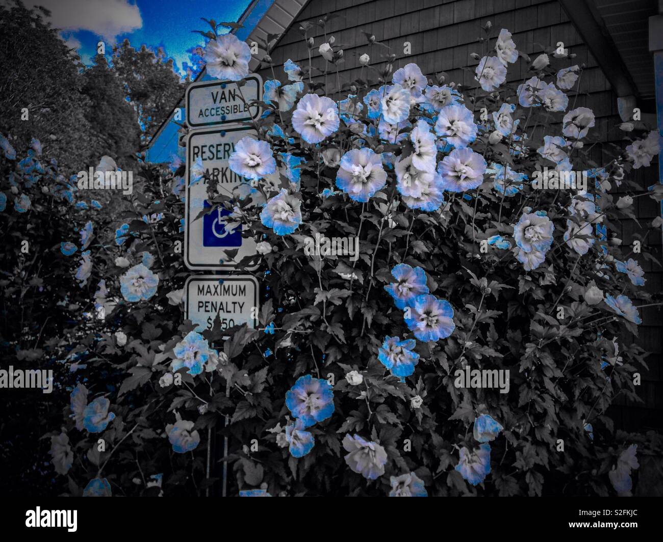 Hibiscus bush growing around a handicap parking sign with blue colorpop effect Stock Photo