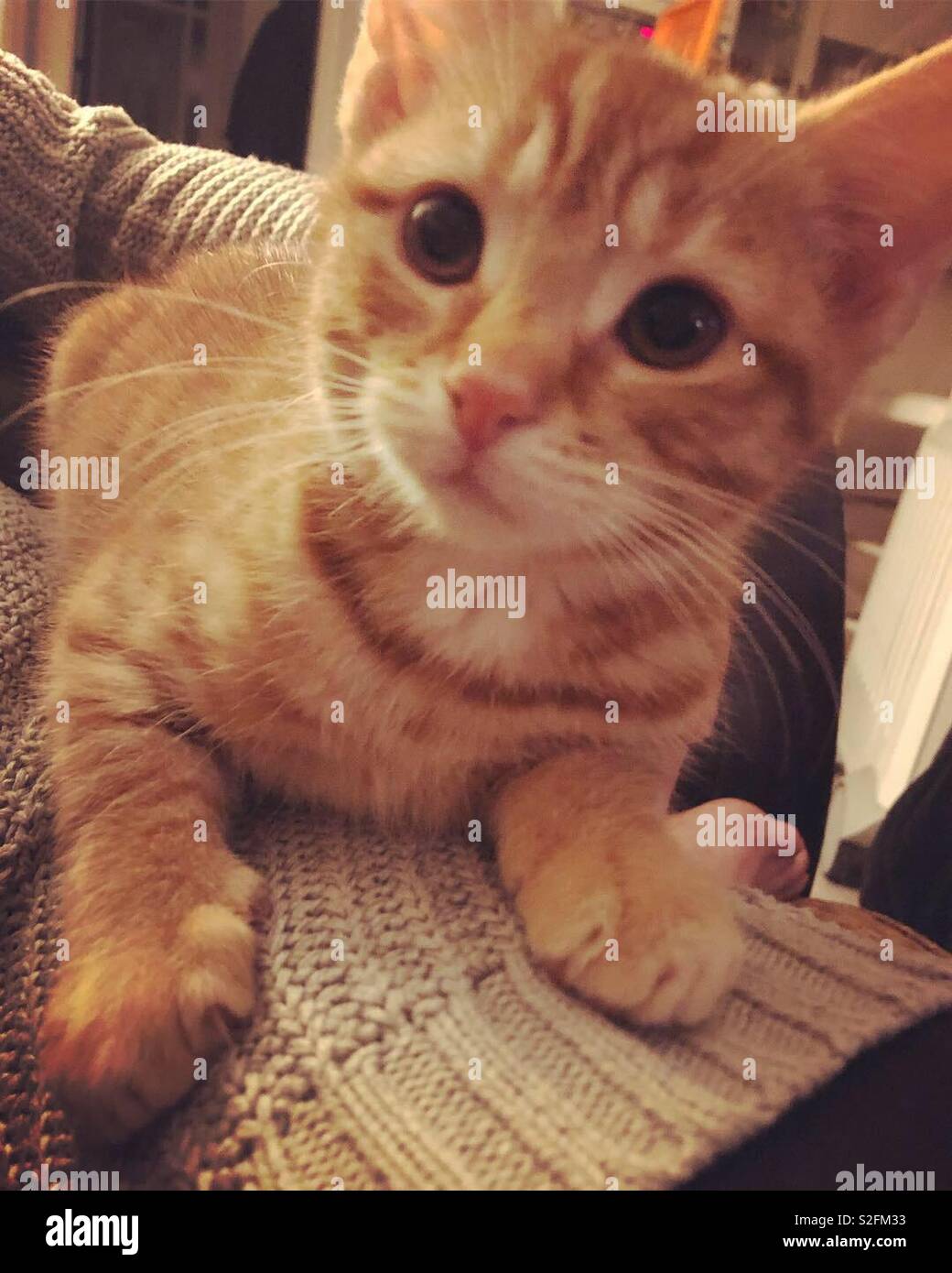 Cute ginger kitten - Smartphone Captured Stock Image