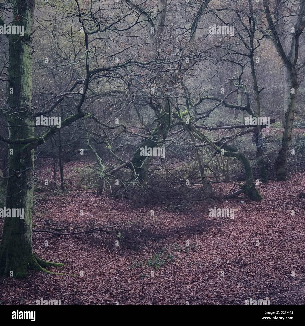 Detail of woodland on a damp misty morning - Smartphone Captured Stock Image