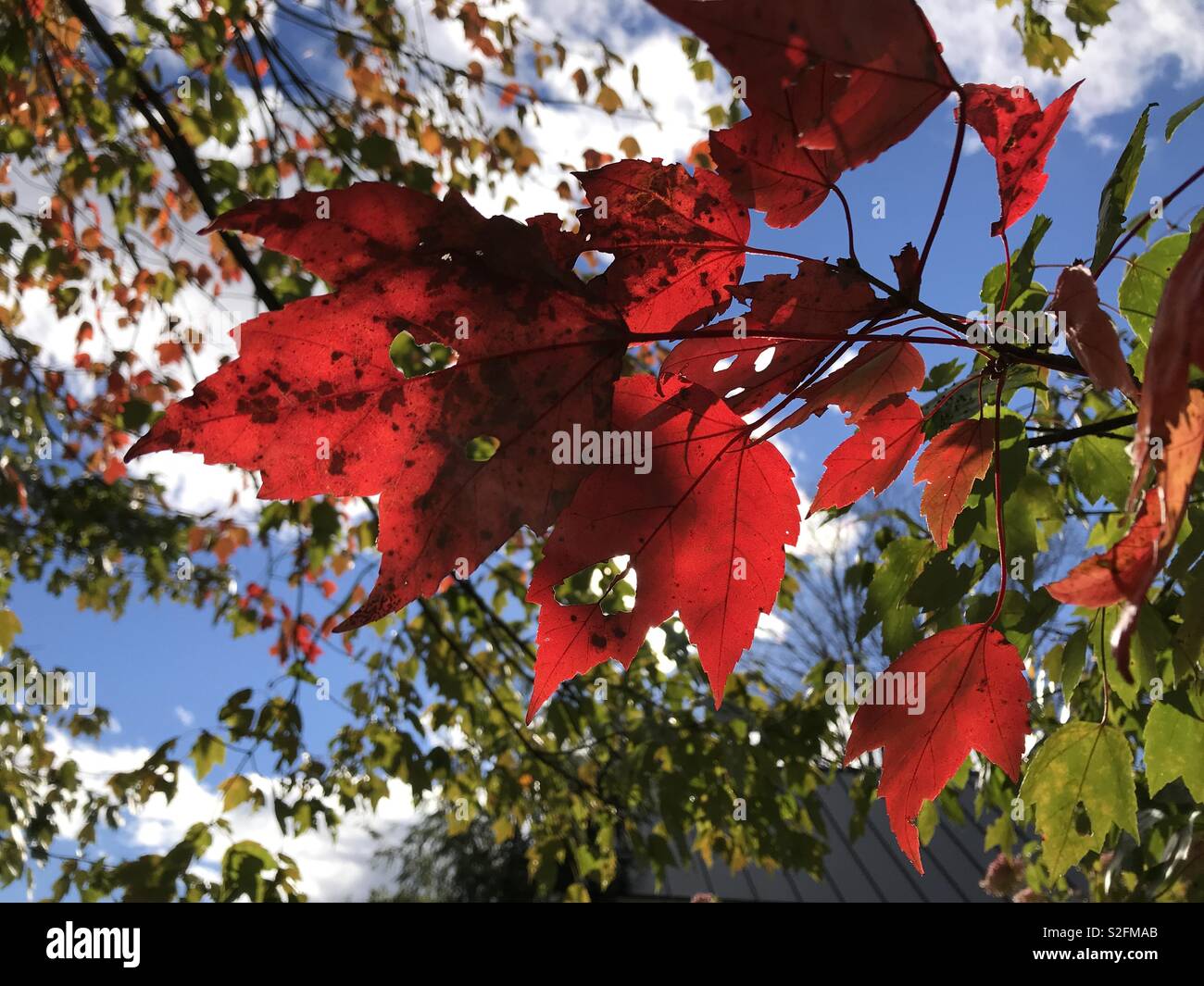 Red leaf Stock Photo
