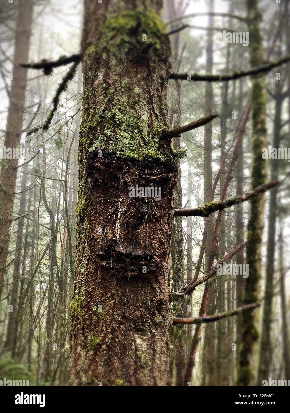 A tree that looks like it has a face. Stock Photo