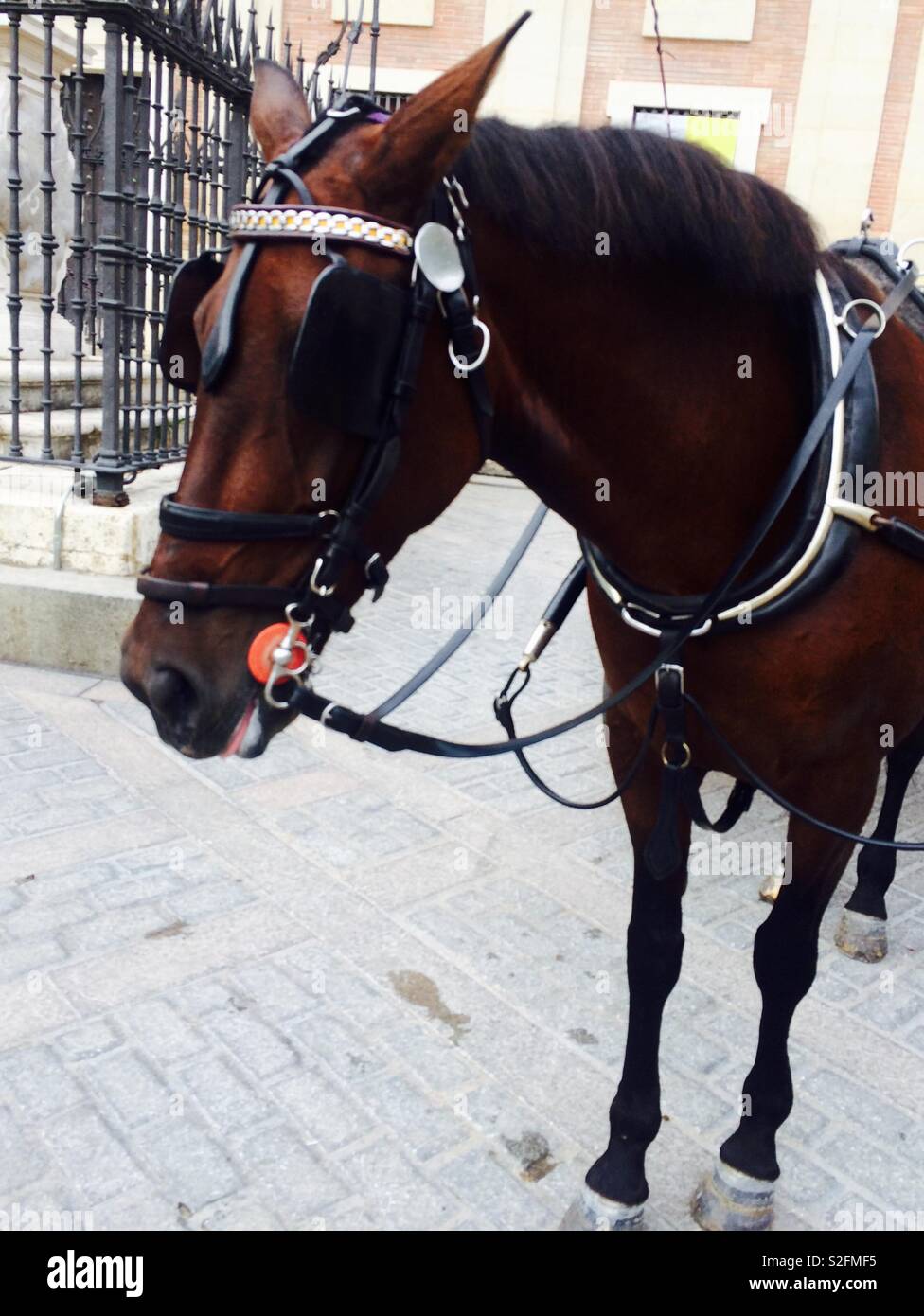Horse portrait with bridle and kitted out for work - Smartphone Captured Stock Image