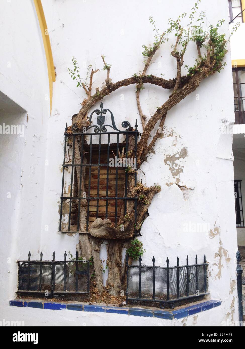 Window bricked up and decorative metal bars surrounding it with pruned tree around it Seville Spain Stock Photo